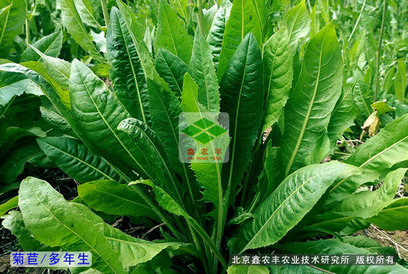 飼料兼經濟作物新秀——菊苣